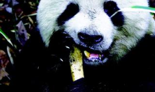 关于大熊猫的数学相关资料 关于熊猫的资料